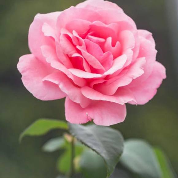 Meet your Posher, Christine - Picture 1 of 1